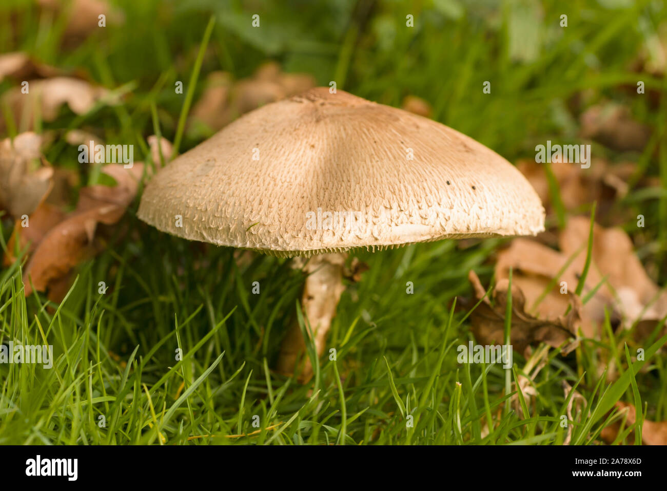 Nom latin Coulemelle Macrolepiota procera des organes de fructification d'un champignon comestible que l'on trouve couramment dans les prairies ouvertes Banque D'Images