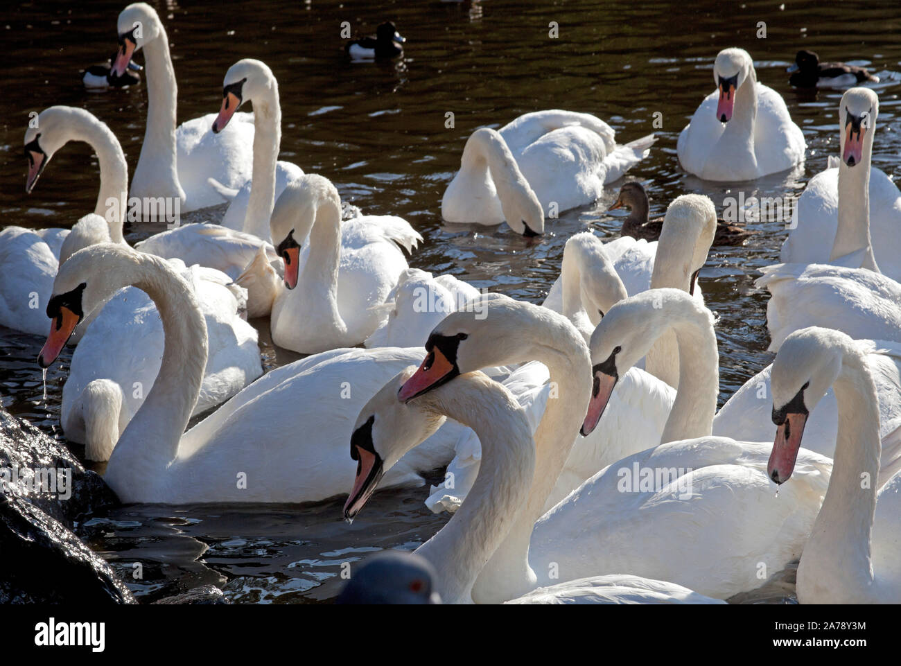 St Margarets Loch, Édimbourg, Écosse. 31 octobre 2019. Météo France, dans ce froid de 6 degrés la reine le cygne tuberculé et d'autres apprécient l'alimentation bénéfique supplémentaire de céréales et de légumes à Holyrood Park. Park Rangers en garde contre l'alimentation le pain blanc comme il est dit d'avoir aucune valeur nutritive et il peut causer de l'arthrite et des défauts de naissance. Banque D'Images