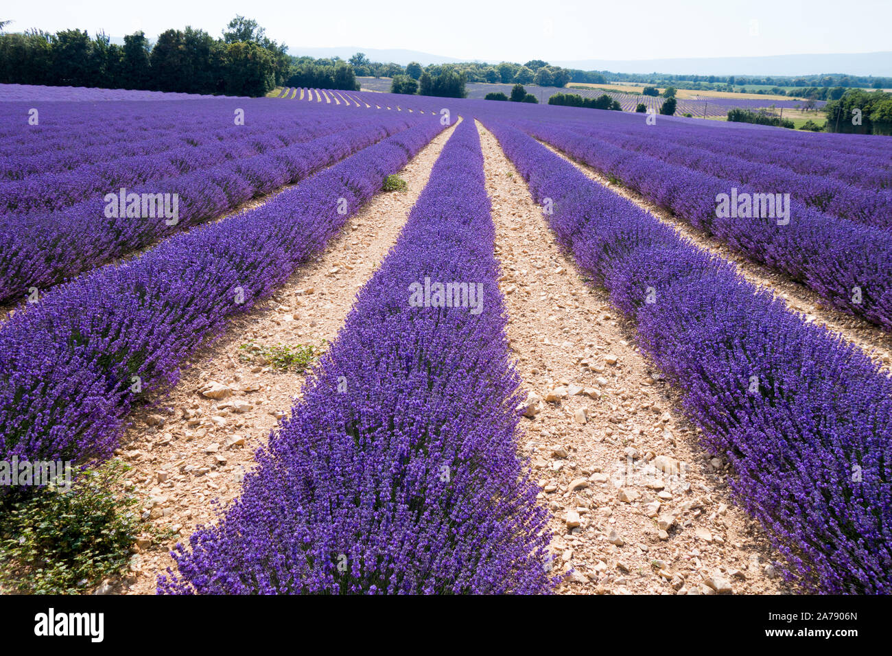 Champs de lavande en fleurs en Provence Sud de la France Banque D'Images