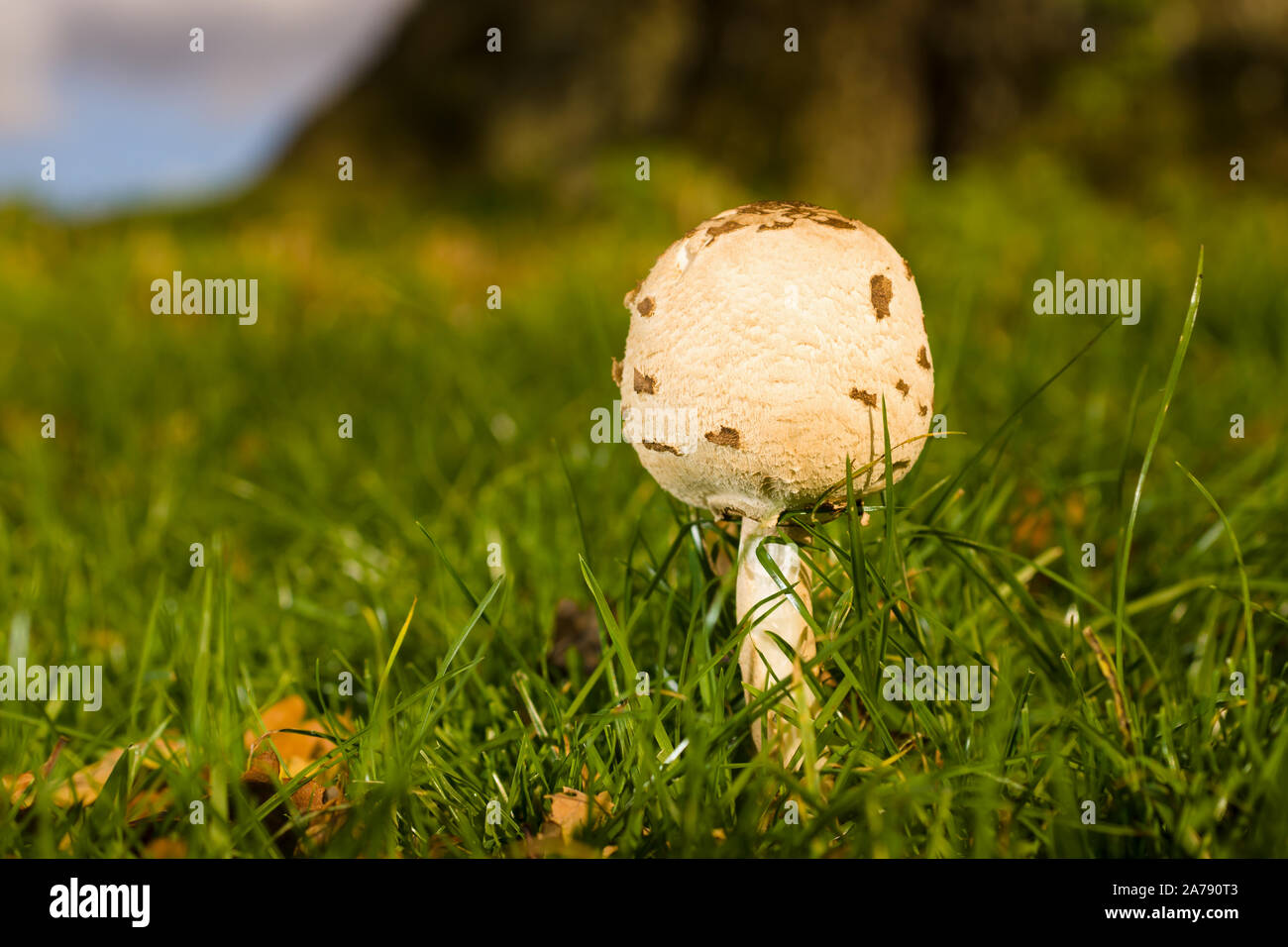leucocoprinus-proceus-banque-de-photographies-et-d-images-haute