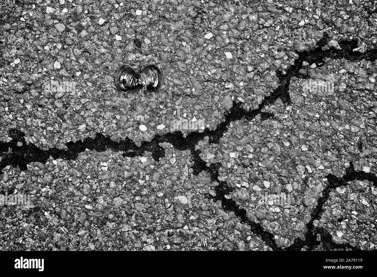 Graphisme coquillage Banque d'image et photos - Alamy