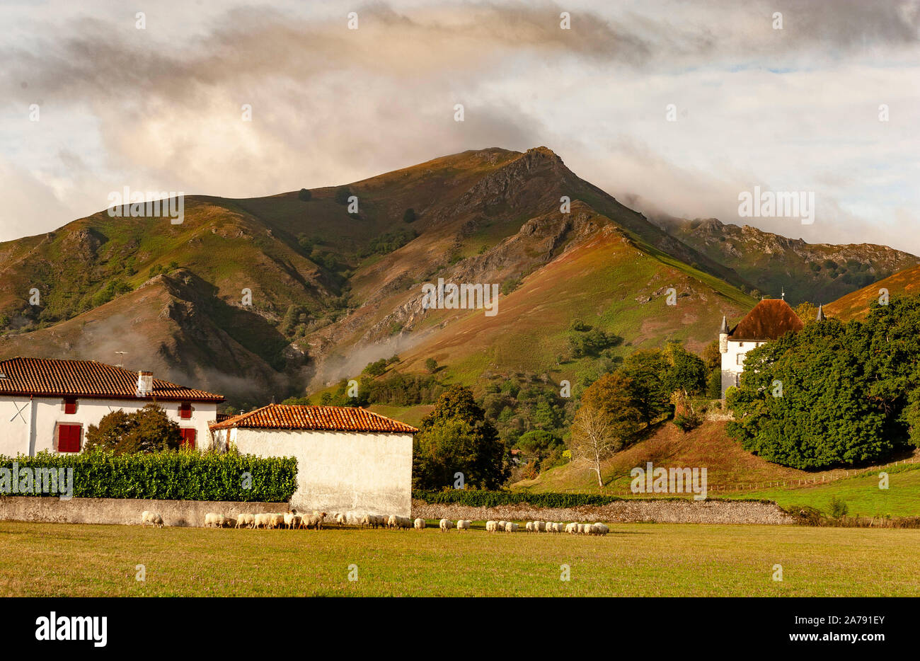 Le pâturage des moutons sur un champ à Saint-Étienne-de-Baïgorry, Pays Basque, France Banque D'Images