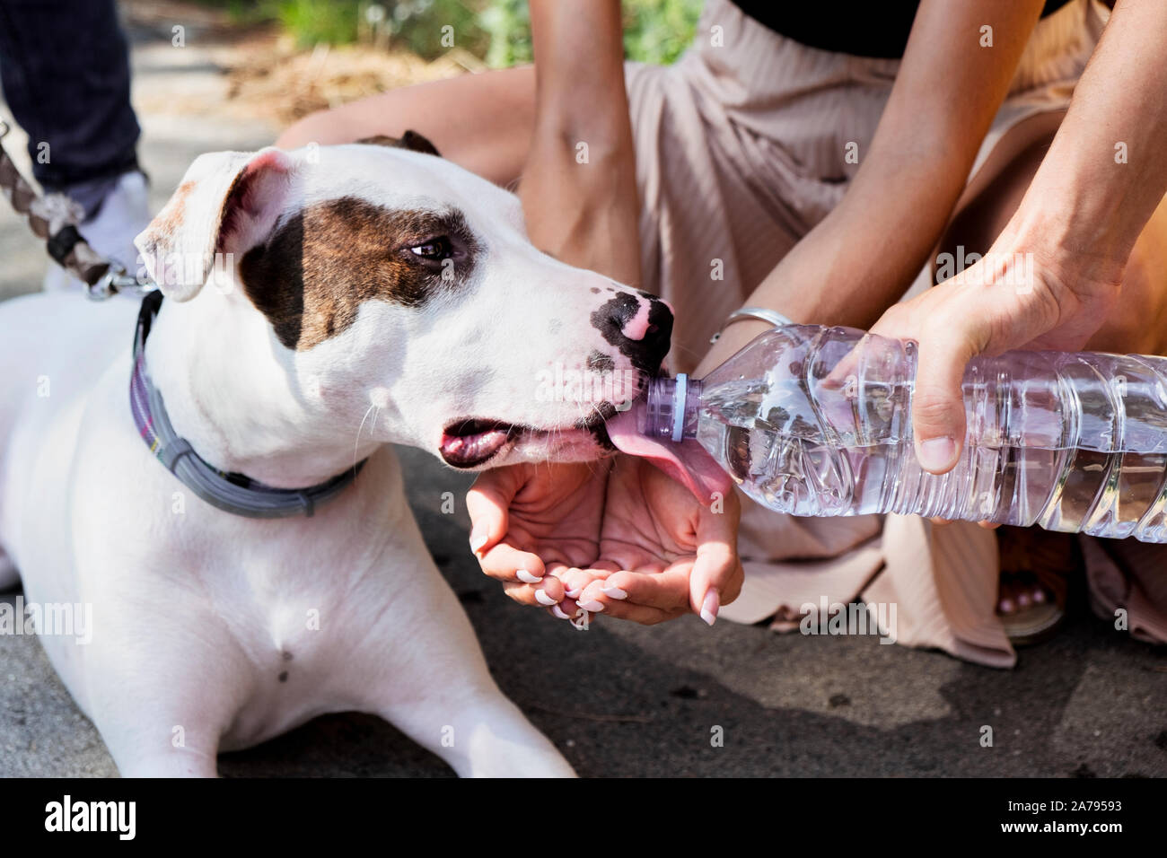 Libre d'un groupe de personnes qui donnent l'eau à un mélange de chien bâtard mâle Bull Terrier, Pit Bull et American Staffordshire Terrier Banque D'Images