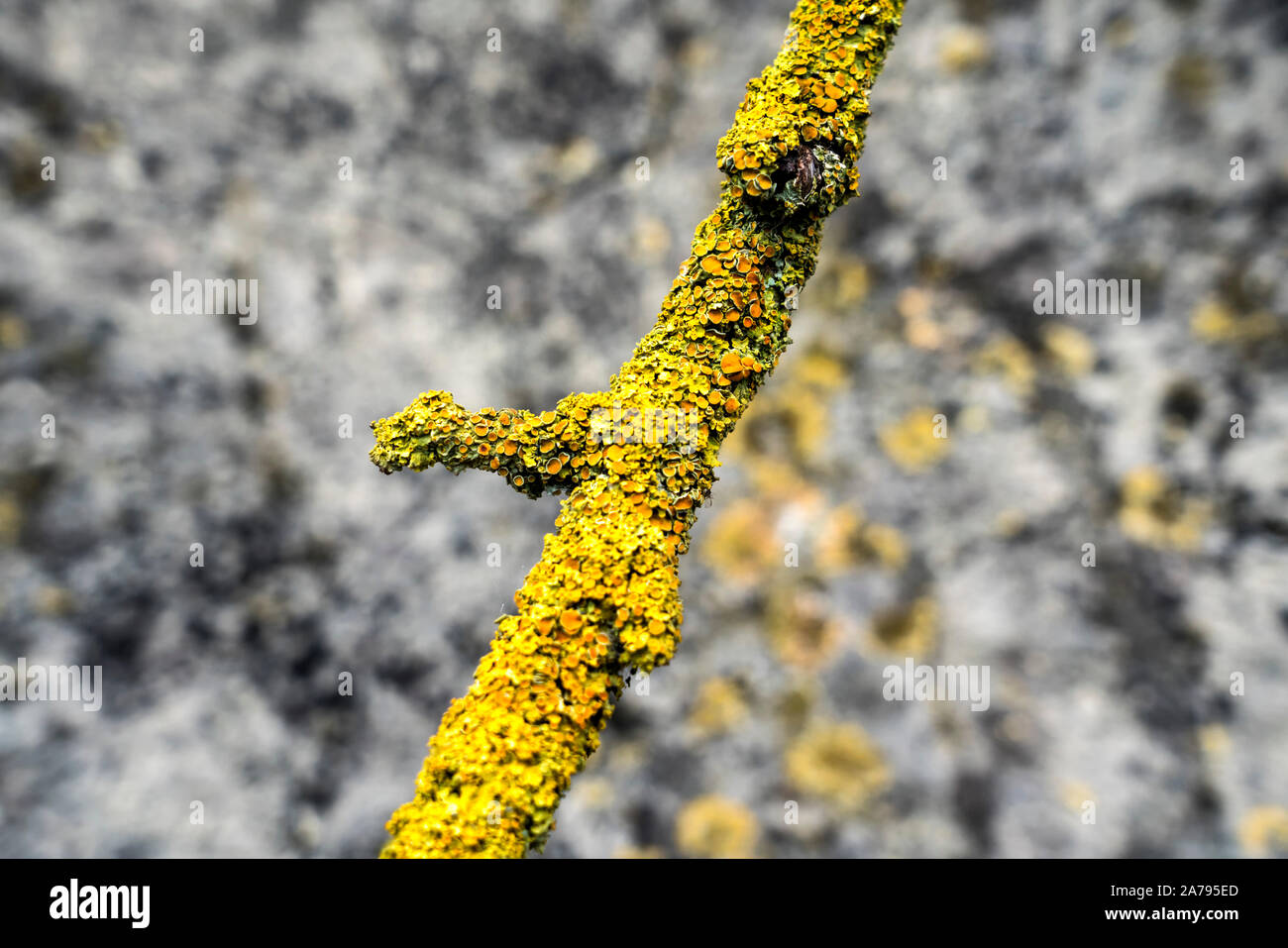 Lichens sur une branche en face d'un vieux mur Banque D'Images