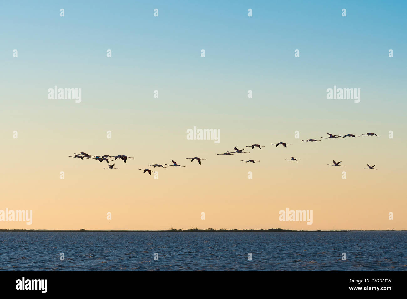 Plus de flamants roses (Phoenicopterus roseus en vol), Camargue, début mai, la France, par Dominique Braud/Dembinsky Assoc Photo Banque D'Images