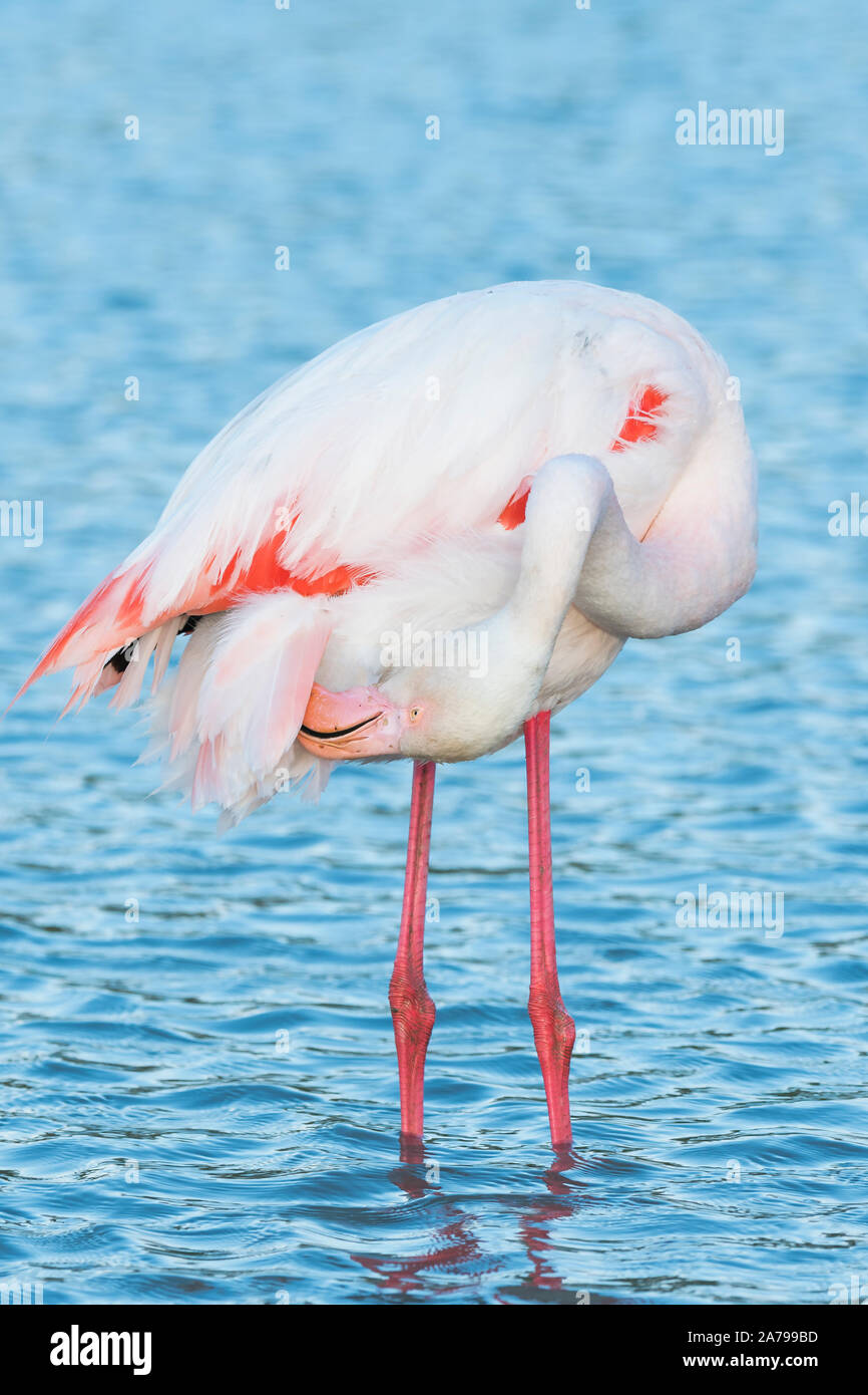 Flamant rose (Phoenicopterus roseus) lissage, Camargue, France, début mai, par Dominique Braud/Dembinsky Assoc Photo Banque D'Images