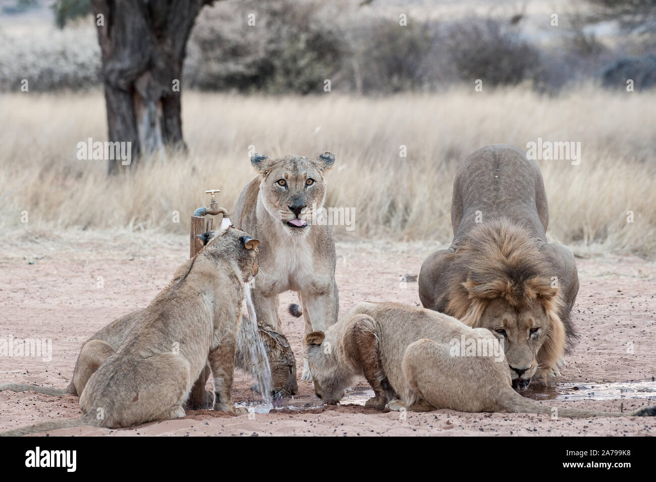 Pride of lions dans la lumière du matin très tôt à jouer avec un robinet d'eau à Mabuasehube Game Reserve (Mpayathuthlwa pan), Botswana Banque D'Images