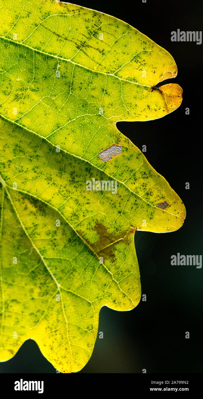 Close-up d'une feuille de chêne anglais dans la couleur en automne. Banque D'Images