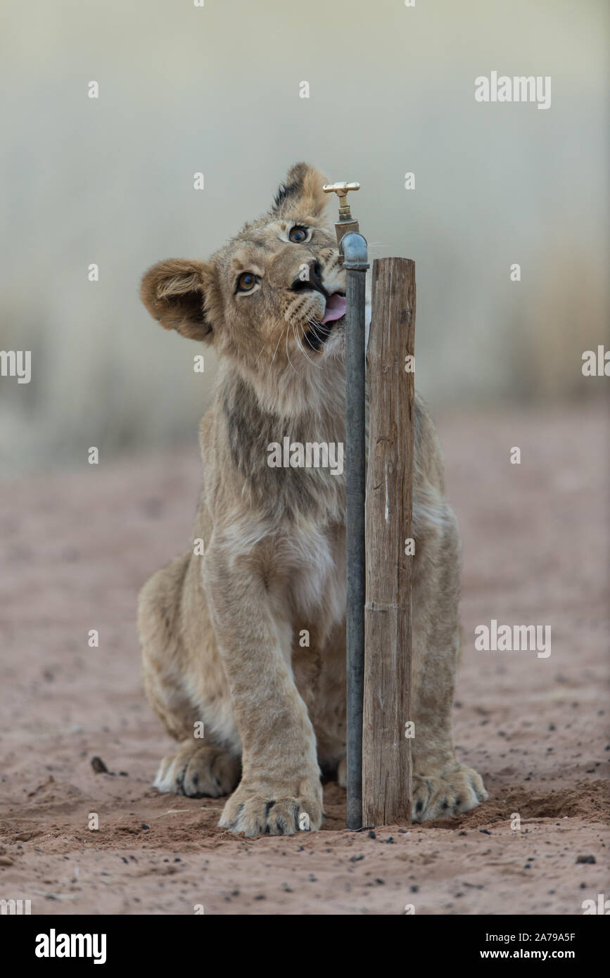 Pride of lions dans la lumière du matin très tôt à jouer avec un robinet d'eau à Mabuasehube Game Reserve (Mpayathuthlwa pan), Botswana Banque D'Images