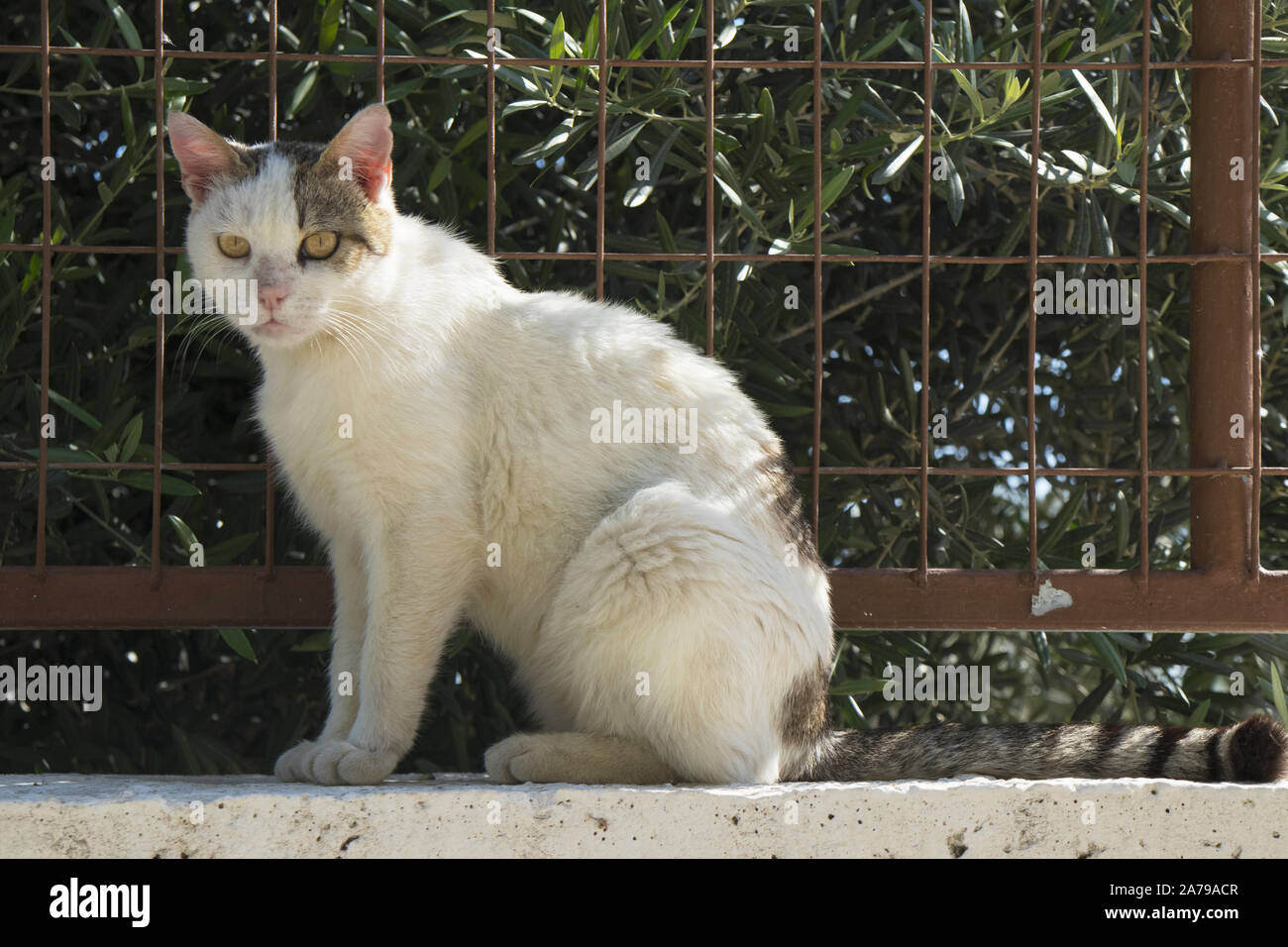 Galeux Banque D Image Et Photos Alamy Galeux Banque D Image Et Photos Alamy