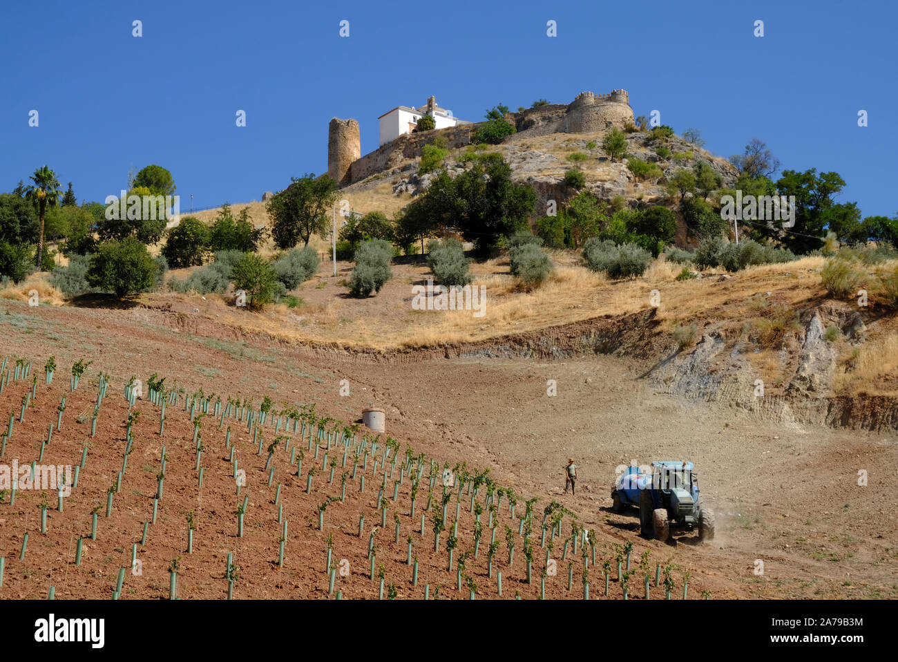 En prenant un bowser à l'eau nouvelle de vigne sur le terrain en contrebas du château. Et au milieu de la terre est archi-sèche. Carcabuey, Cordoba Province, l'Andalousie. Espagne Banque D'Images