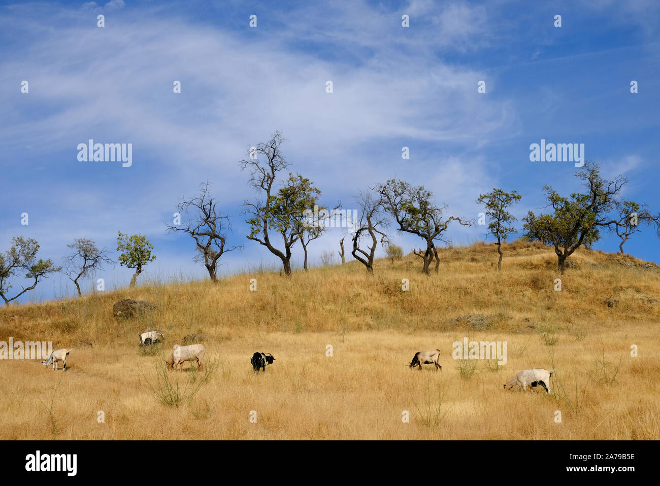 Le pâturage des chèvres sur summertime séché l'herbe sur la colline Cerro Moro (Maures) au-dessus de Carcabuey, Cordoba Province, Andalousie, Espagne Banque D'Images