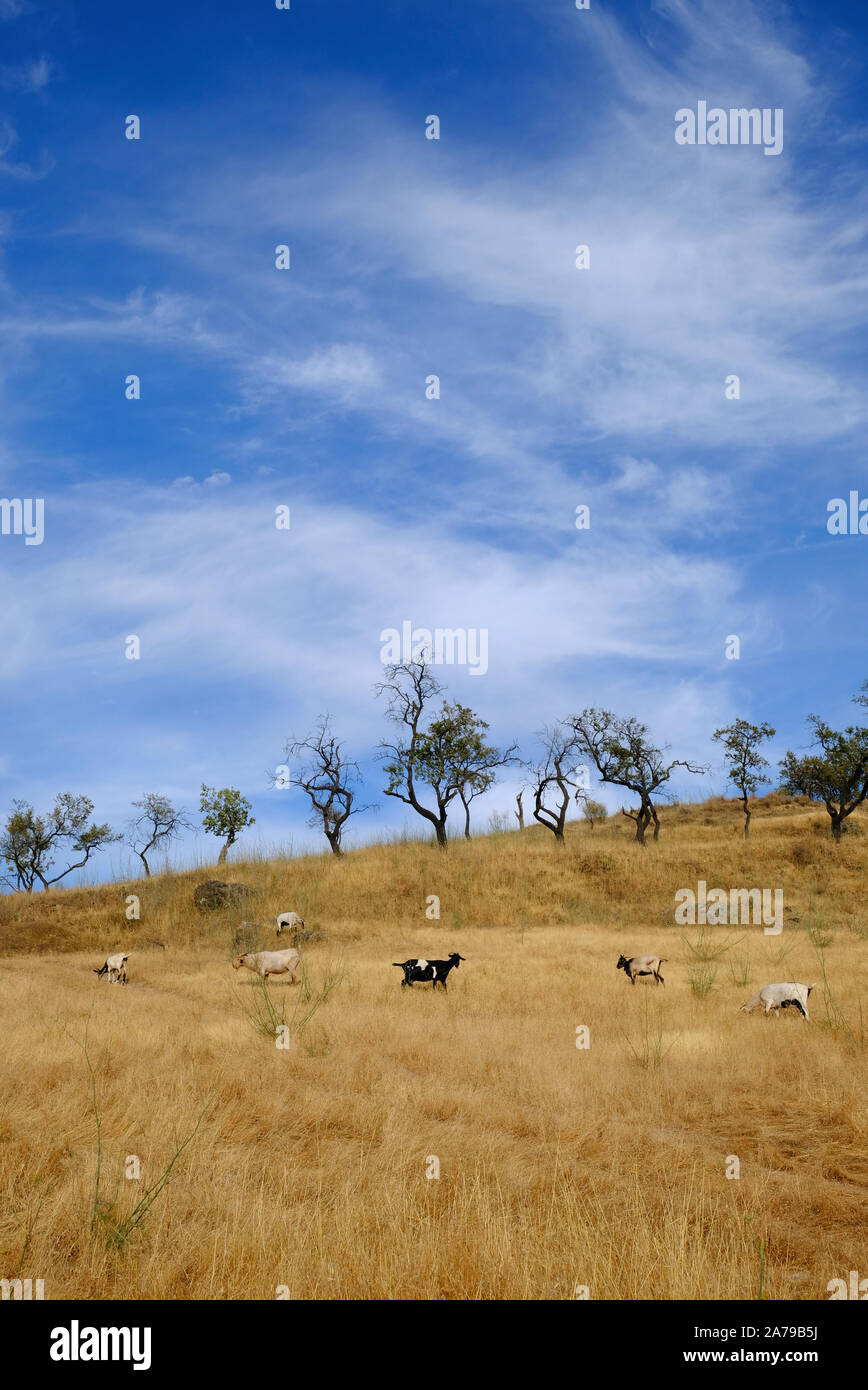 Le pâturage des chèvres sur summertime séché l'herbe sur la colline Cerro Moro (Maures) au-dessus de Carcabuey, Cordoba Province, Andalousie, Espagne Banque D'Images
