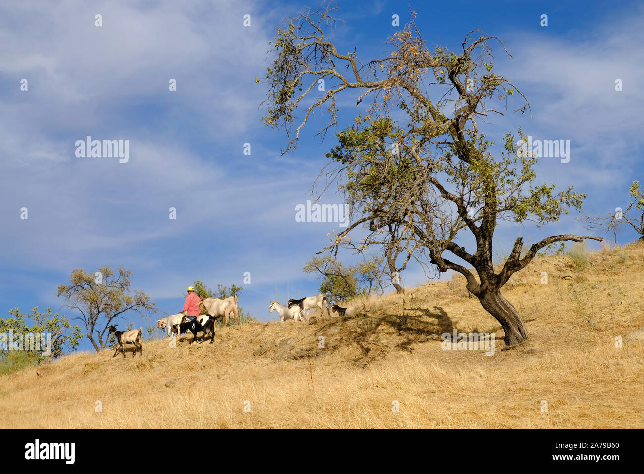 Chevrier traditionnel avec ses chèvres en train de brouter l'herbe d'été séché sur la colline Cerro Moro (Maures) au-dessus de Carcabuey, Cordoba Province, Andalousie, Espagne Banque D'Images