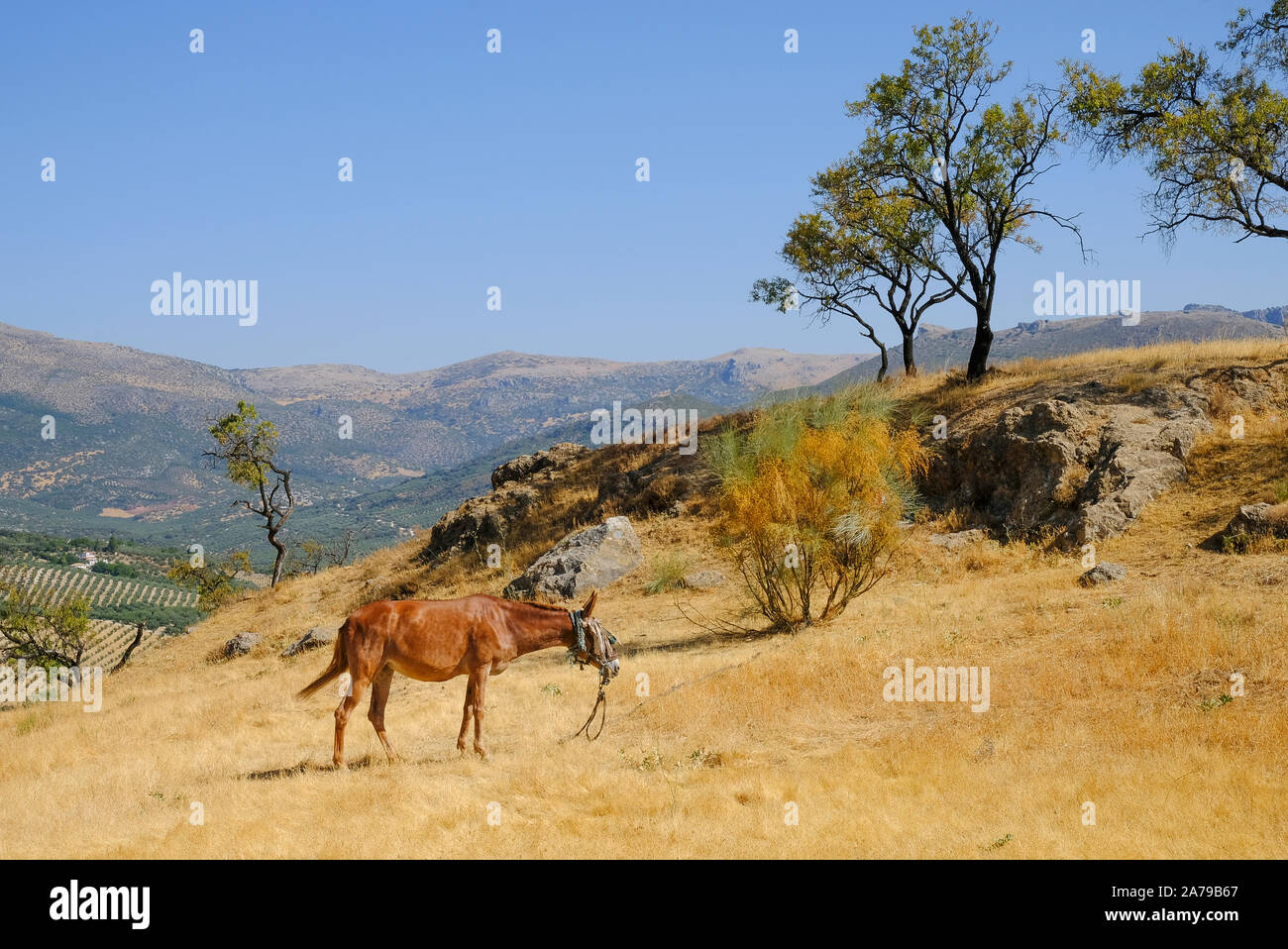 En été sur les pâturages mulet séché l'herbe sur la colline Cerro Moro (Maures), au-dessus de Carcabuey, province de Cordoue, Andalousie, Espagne Banque D'Images