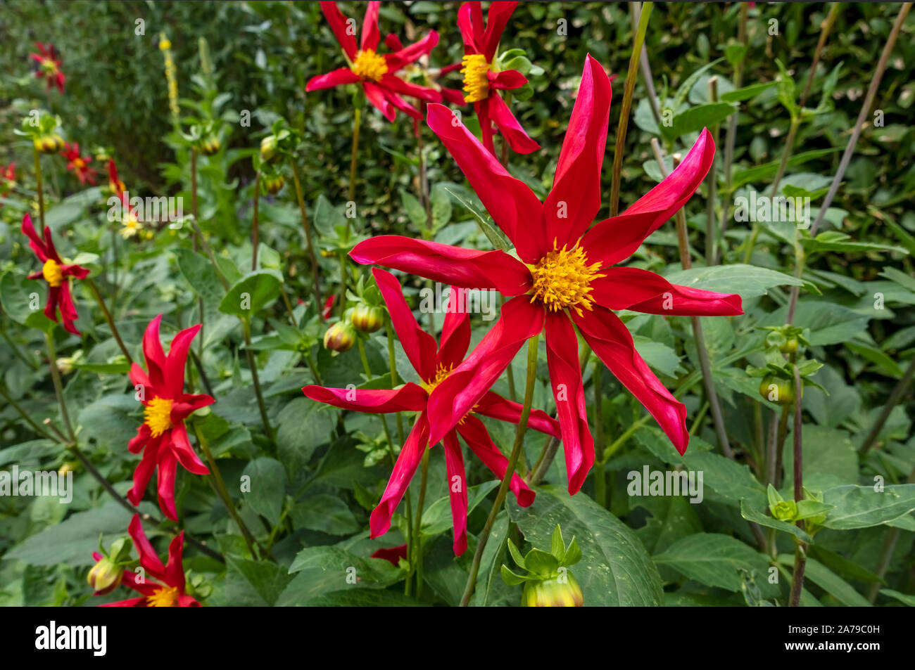 Gros plan de fleurs de fleurs de dahlia dahlias étoile rouge dans le jardin d'été frontière fleuris Angleterre Royaume-Uni GB Grande-Bretagne Banque D'Images