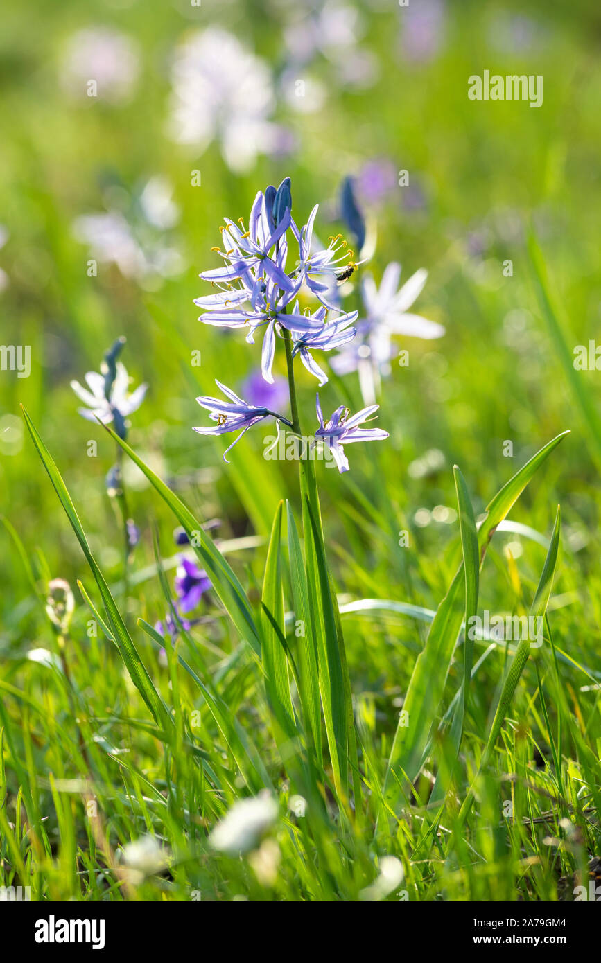Camas et larkspur dans un pré, Wallowa - Whitman National Forest, de l'Oregon. Banque D'Images