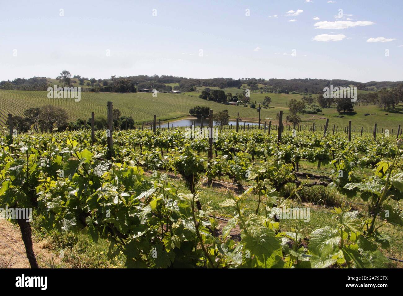 Adélaïde. 23 Oct, 2019. Photo prise le 23 octobre 2019 montre un vignoble de Nova Vita group à Adelaide, Australie du Sud. Alors que la première importation internationale de la Chine Expo (CIEE) l'année dernière lui a apporté son "succès", directeur général de Nova Vita group en Australie du Sud Mark Kozned s'attendait à voir plus de réalisations à la deuxième CIEE. La société va lancer leur boutique sur le site web de vente au détail en ligne JD.com. Credit : Bai Xu/Xinhua/Alamy Live News Banque D'Images