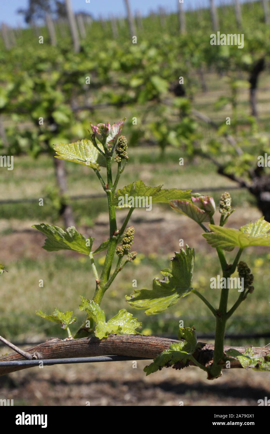 Adélaïde. 23 Oct, 2019. Photo prise le 23 octobre 2019 montre à raisins un vignoble de Nova Vita group à Adelaide, Australie du Sud. Alors que la première importation internationale de la Chine Expo (CIEE) l'année dernière lui a apporté son "succès", directeur général de Nova Vita group en Australie du Sud Mark Kozned s'attendait à voir plus de réalisations à la deuxième CIEE. La société va lancer leur boutique sur le site web de vente au détail en ligne JD.com. Credit : Bai Xu/Xinhua/Alamy Live News Banque D'Images