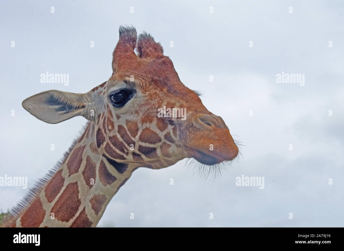 Giraffe réticulée Giraffa camelopardalis captif tête Banque D'Images