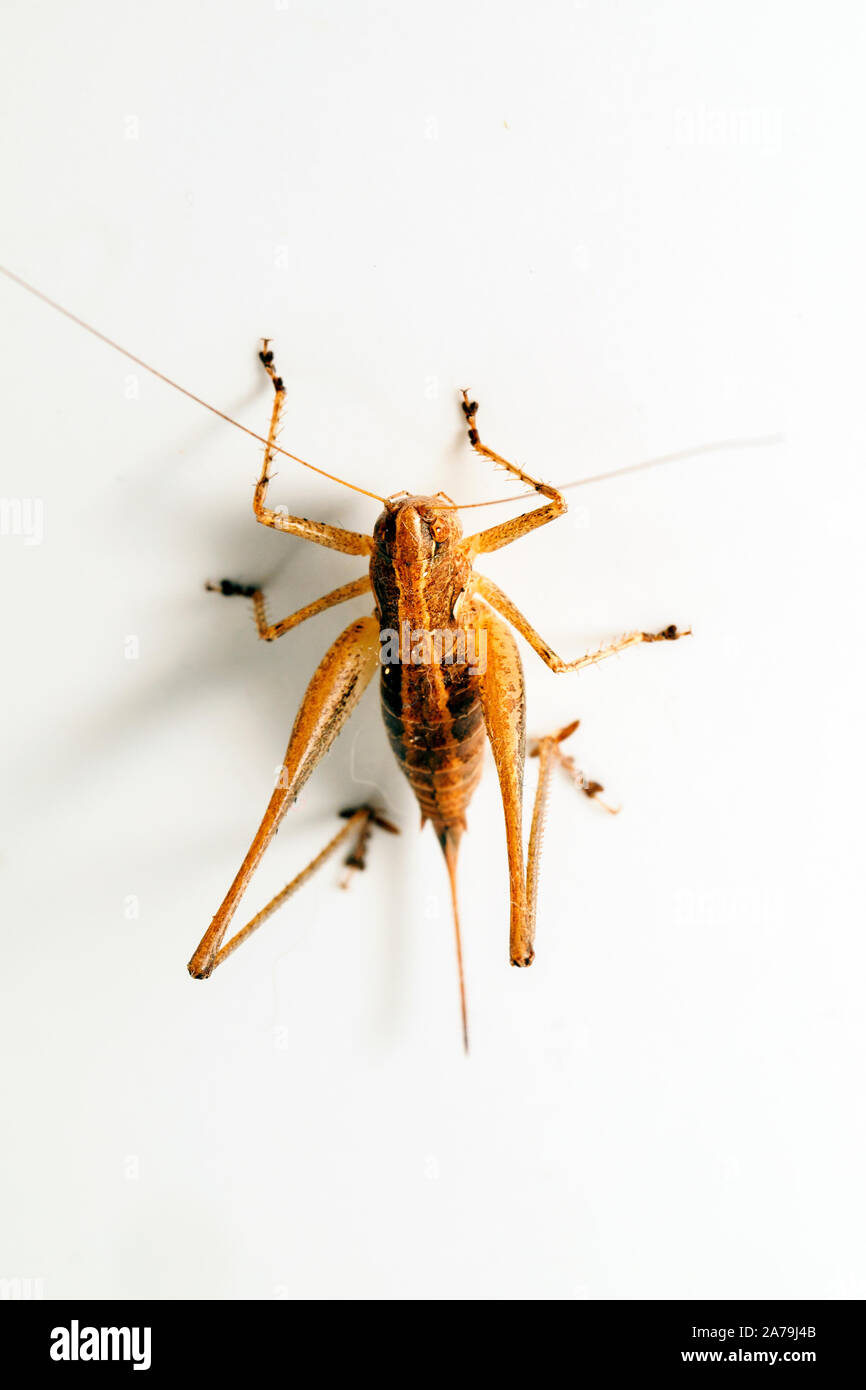 Bush sombre (Pholidoptera griseoaptera) cricket Banque D'Images