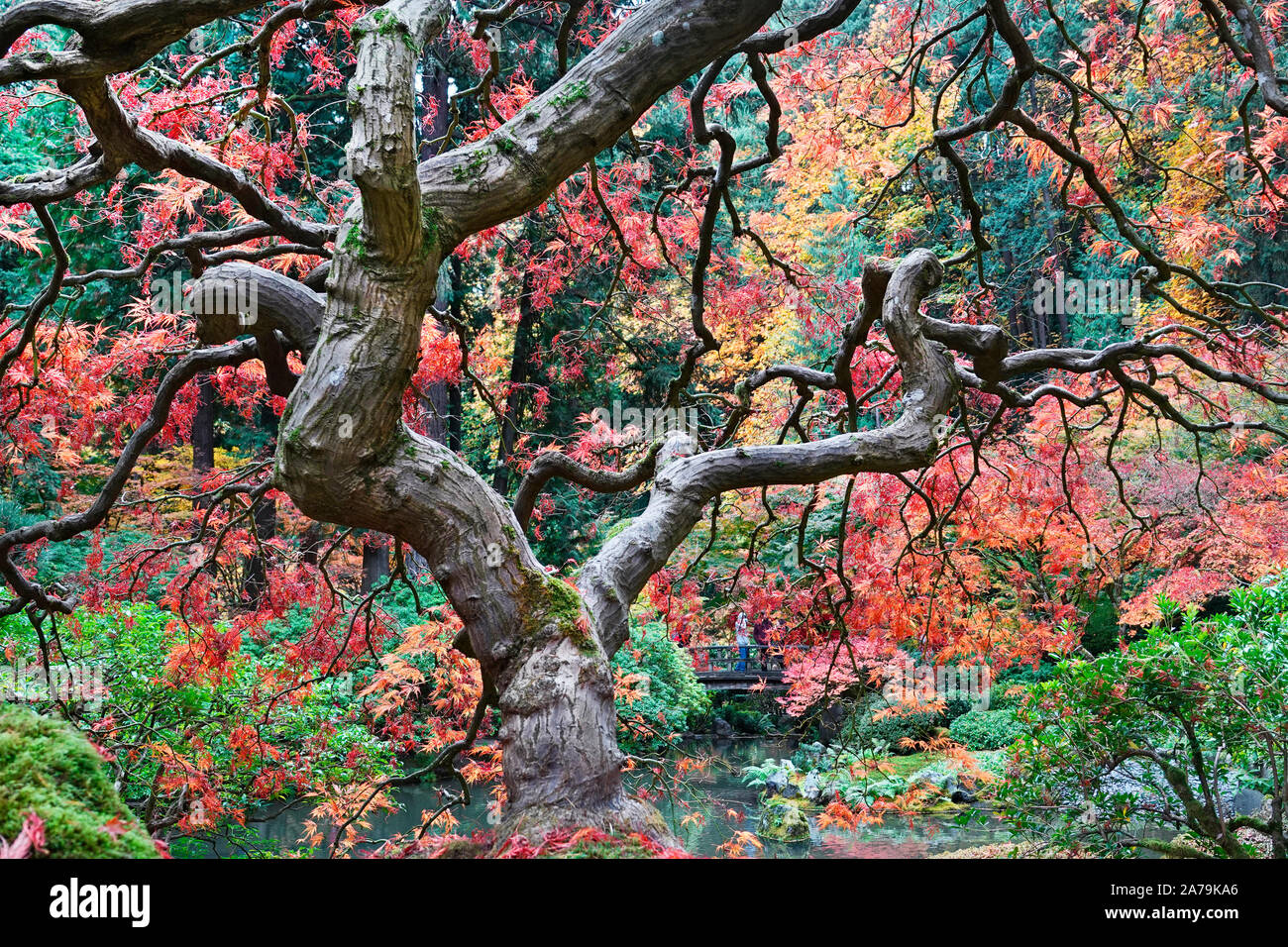 Un ancien érable japonais dans les célèbres jardins japonais de Portland, Oregon, en automne. Banque D'Images