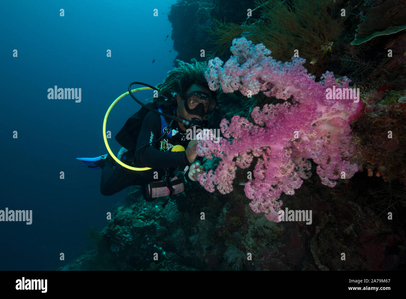 Belle corail mou. Incroyable monde sous-marin de l'île de Kakaban dans Sulwaesi la mer, à l'Est de Kalimantan, en Indonésie. Banque D'Images