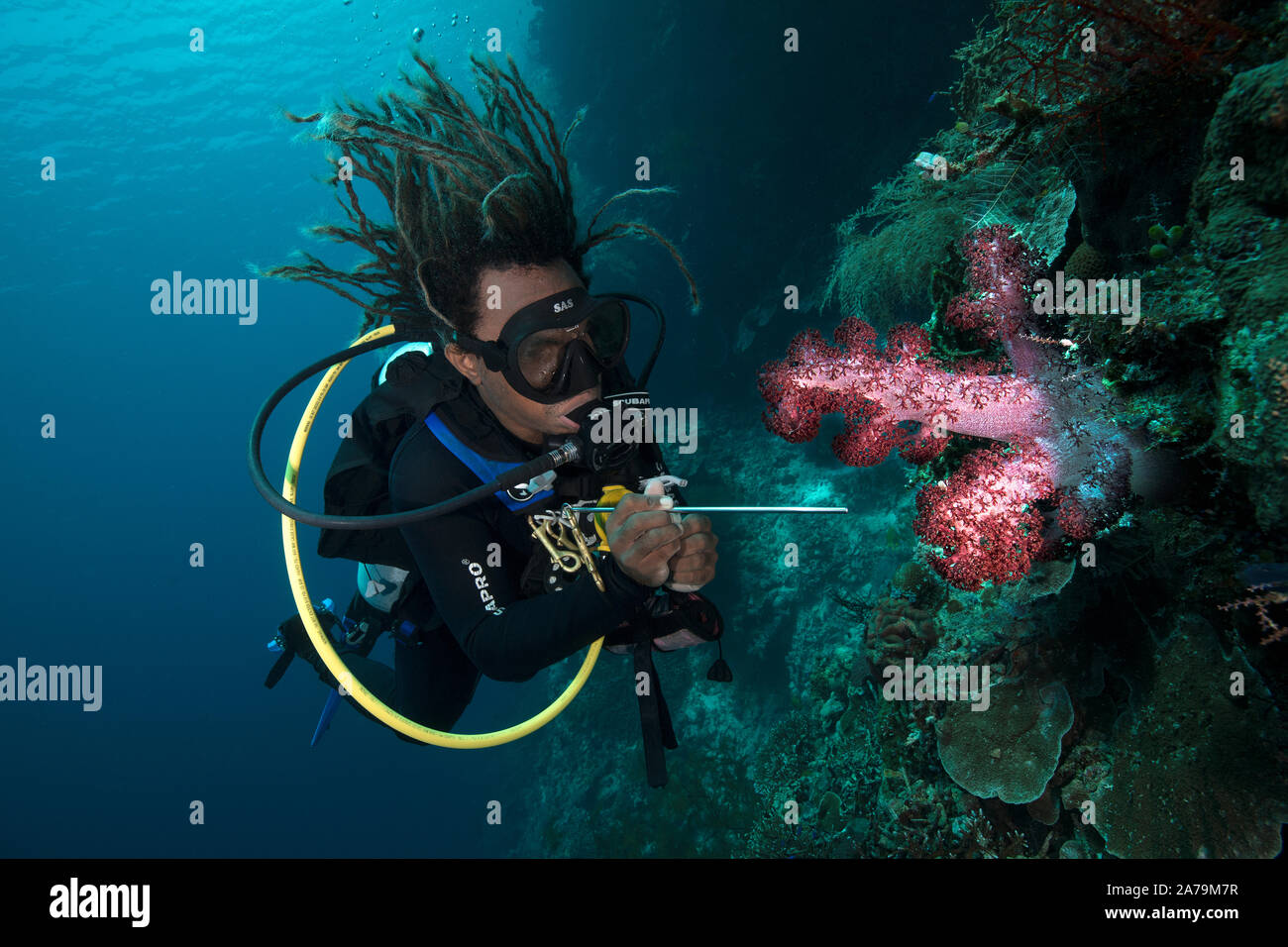 Belle corail mou. Incroyable monde sous-marin de l'île de Kakaban dans Sulwaesi la mer, à l'Est de Kalimantan, en Indonésie. Banque D'Images