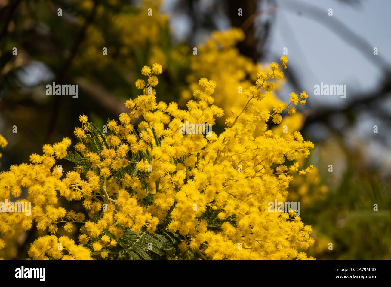 Mimosa en fleur en hiver Banque D'Images