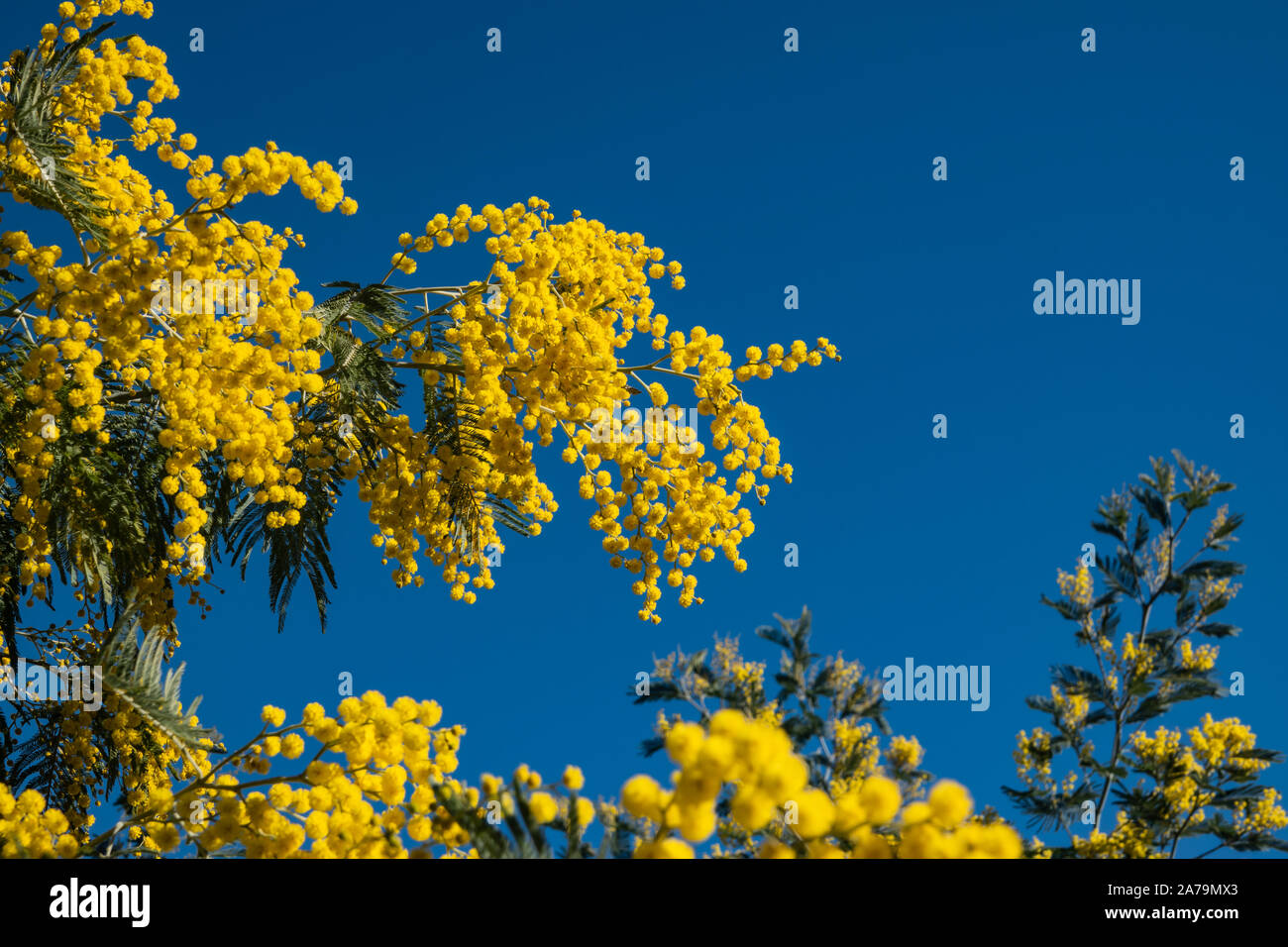 Mimosa en fleur en hiver Banque D'Images