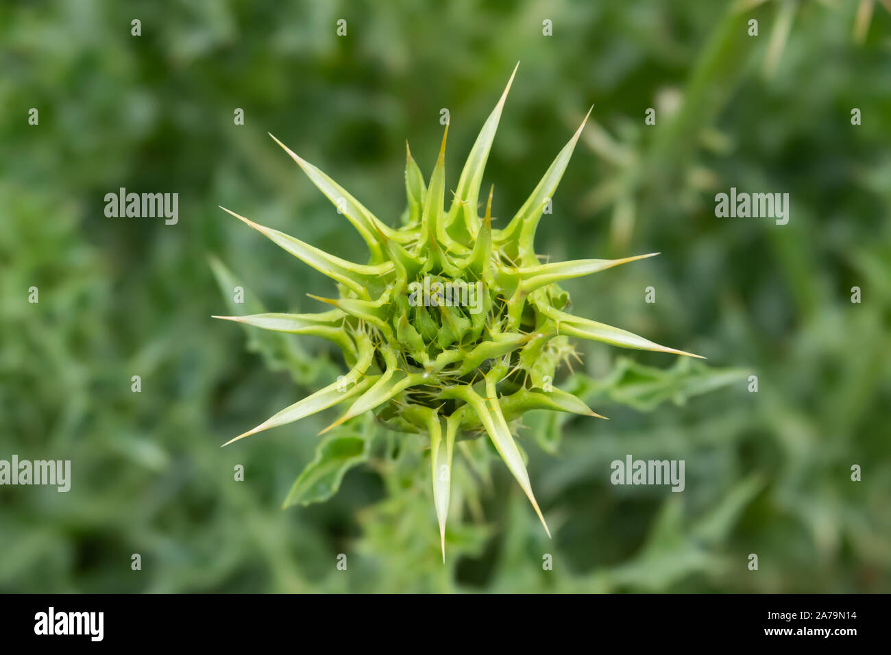 Le chardon de lait Fleur de printemps Banque D'Images