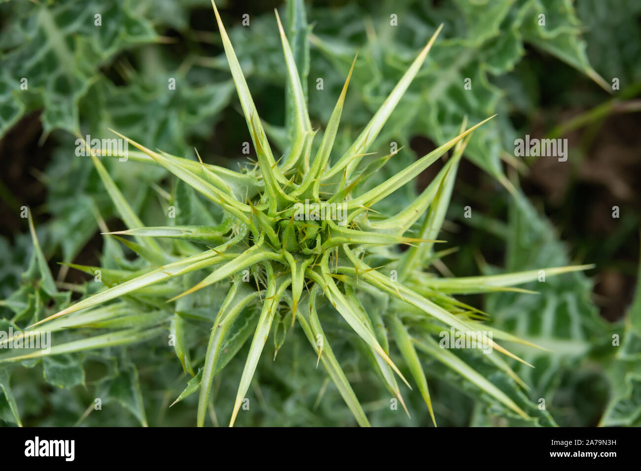 Le chardon de lait Fleur de printemps Banque D'Images