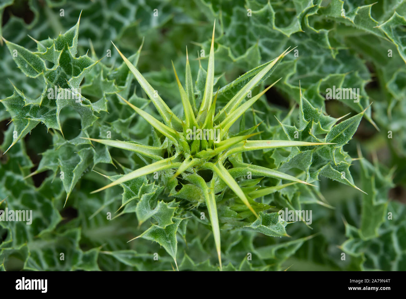 Le chardon de lait Fleur de printemps Banque D'Images