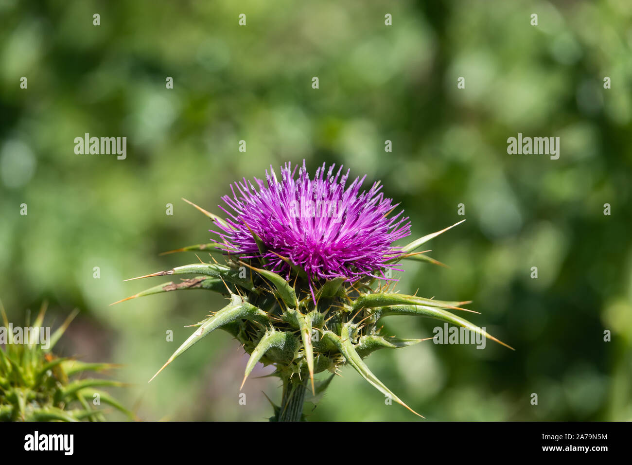 Le chardon de lait Fleur de printemps Banque D'Images