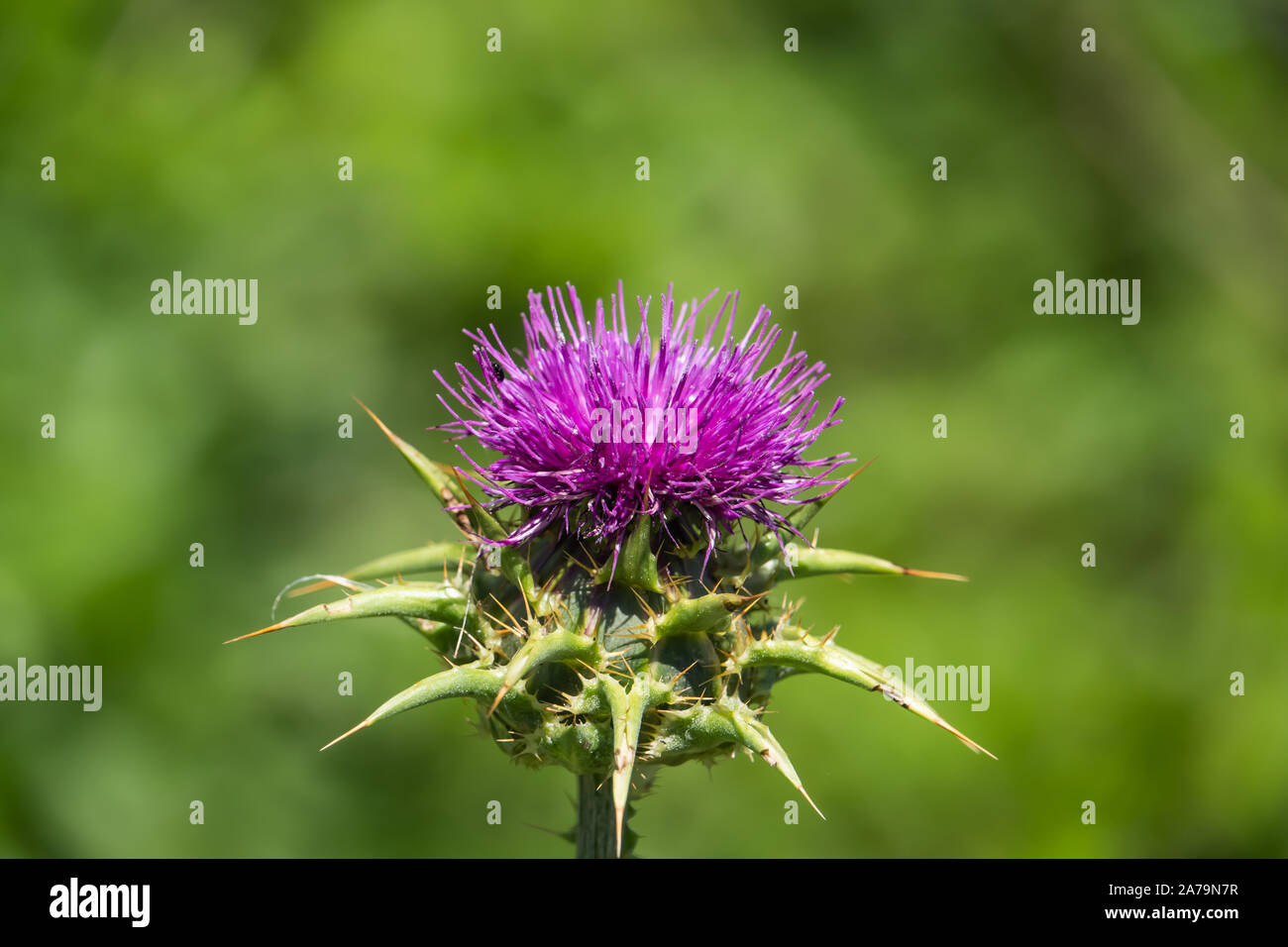 Le chardon de lait Fleur de printemps Banque D'Images