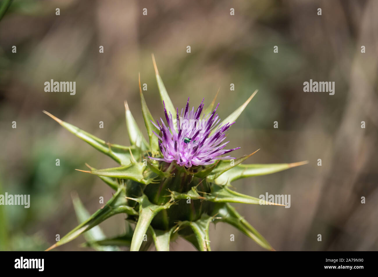 Le chardon de lait Fleur de printemps Banque D'Images