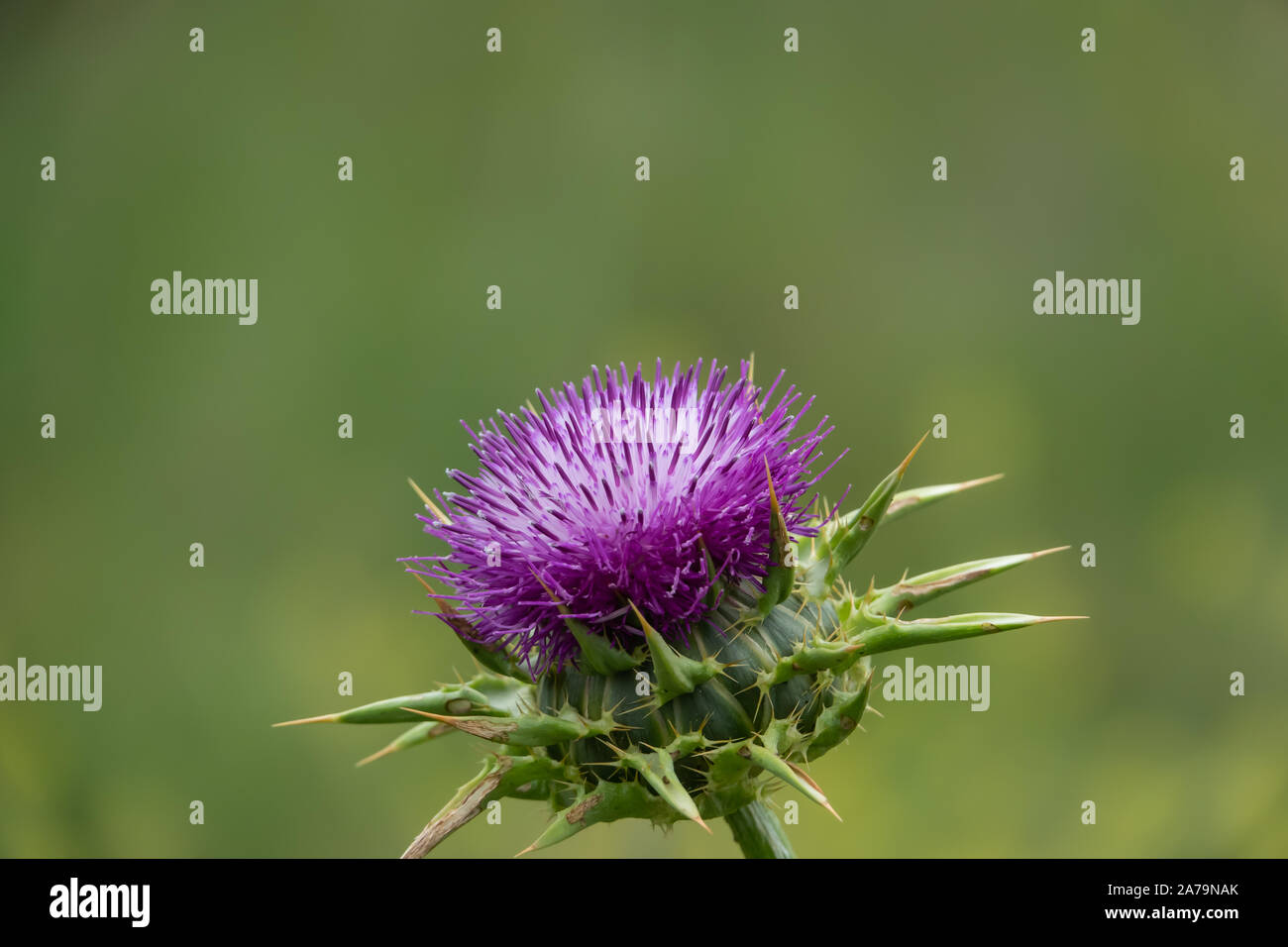 Le chardon de lait Fleur de printemps Banque D'Images