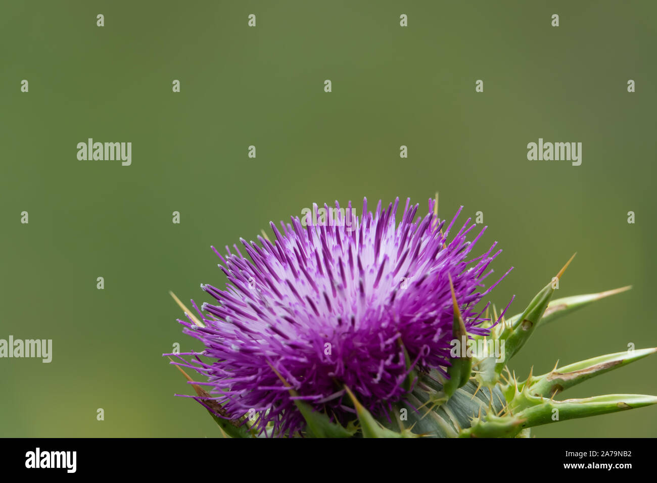 Le chardon de lait Fleur de printemps Banque D'Images