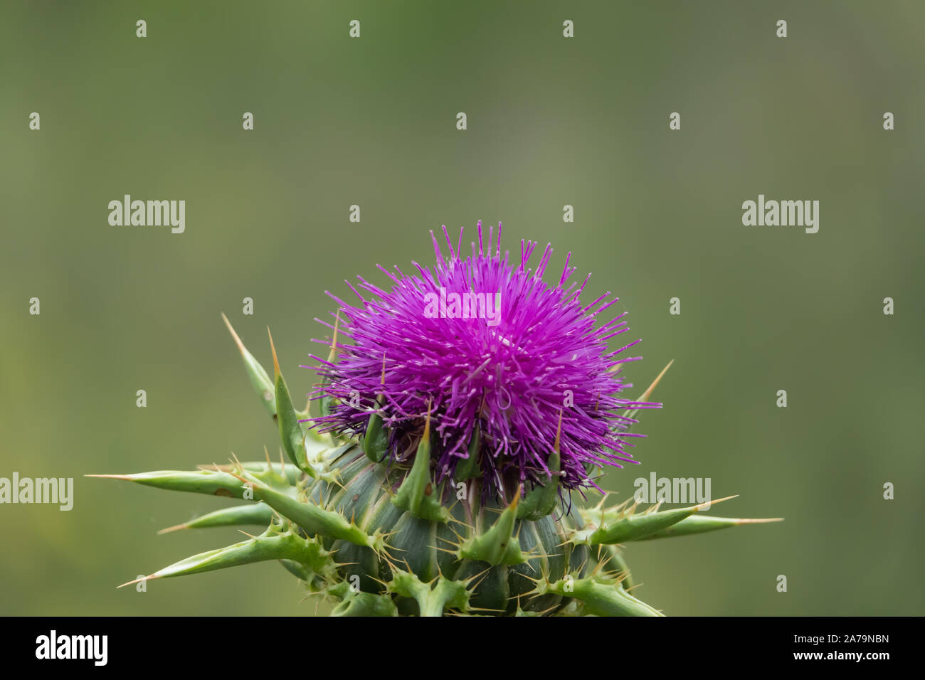 Le chardon de lait Fleur de printemps Banque D'Images