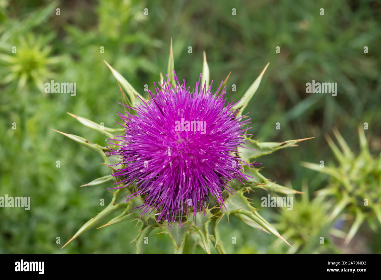 Le chardon de lait Fleur de printemps Banque D'Images