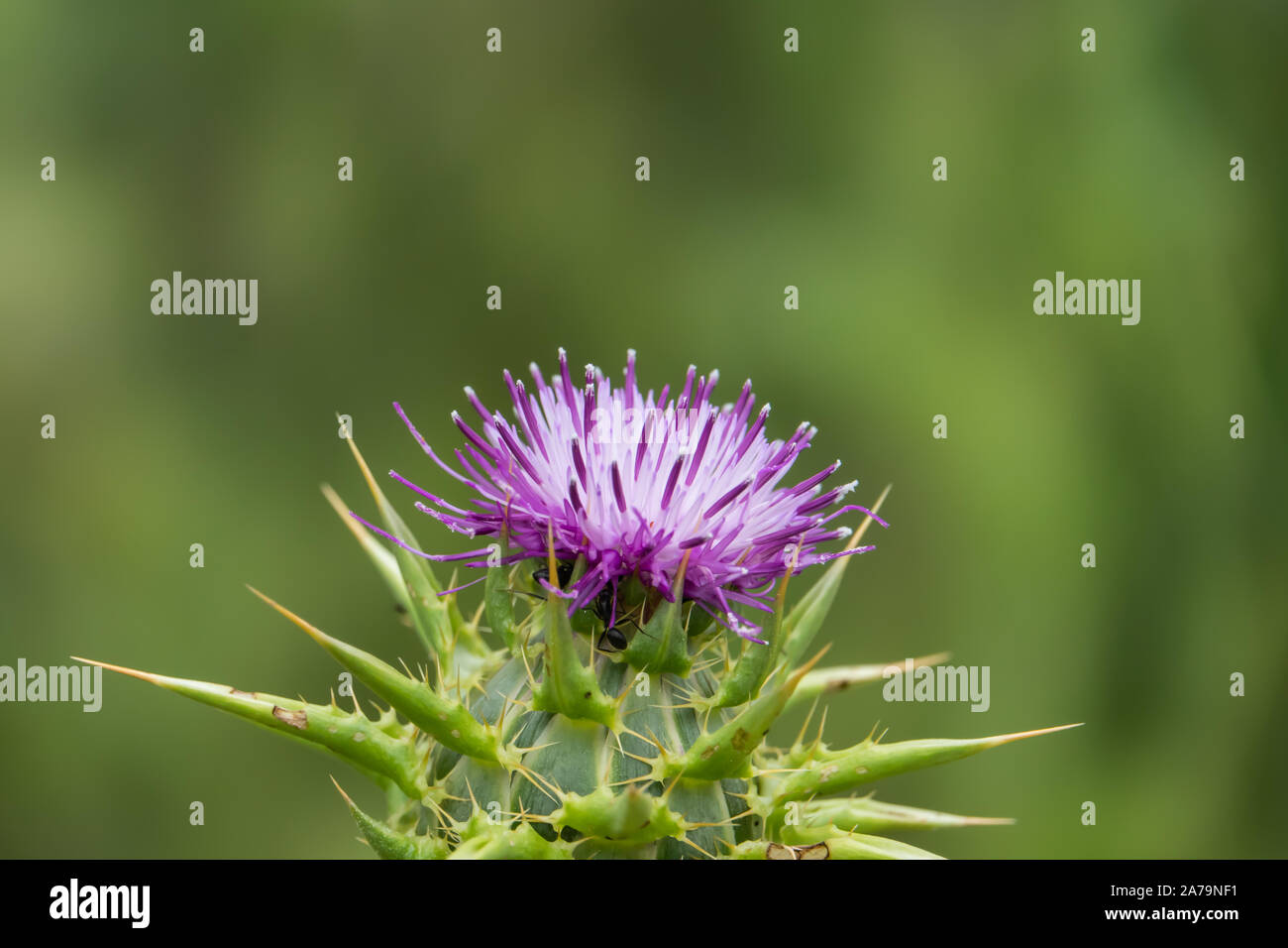 Le chardon de lait Fleur de printemps Banque D'Images