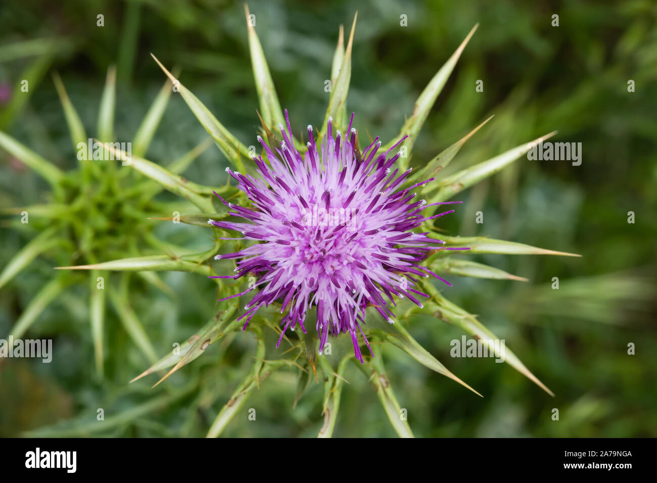 Le chardon de lait Fleur de printemps Banque D'Images