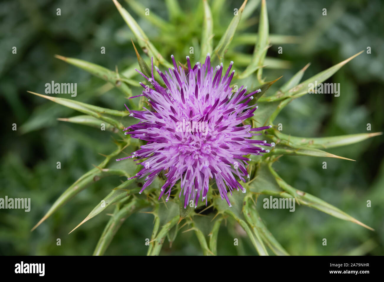 Le chardon de lait Fleur de printemps Banque D'Images