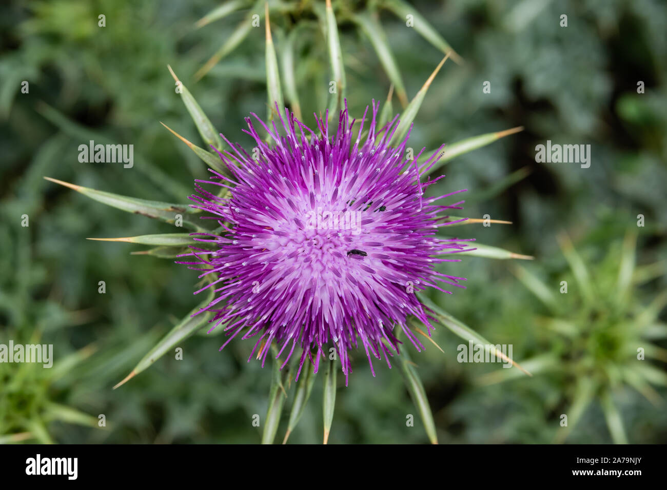 Le chardon de lait Fleur de printemps Banque D'Images