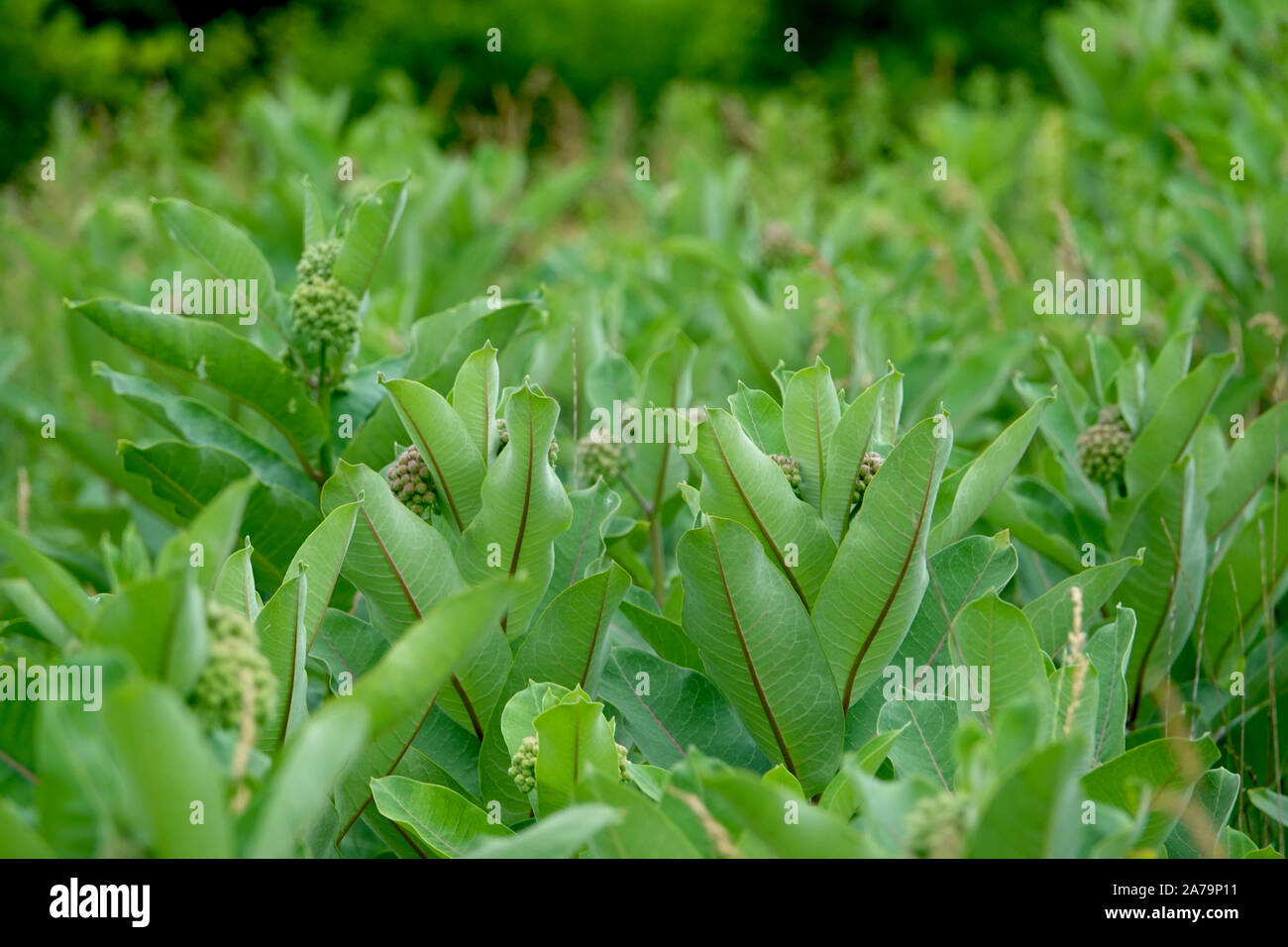Grappe de laiterons au printemps Banque D'Images