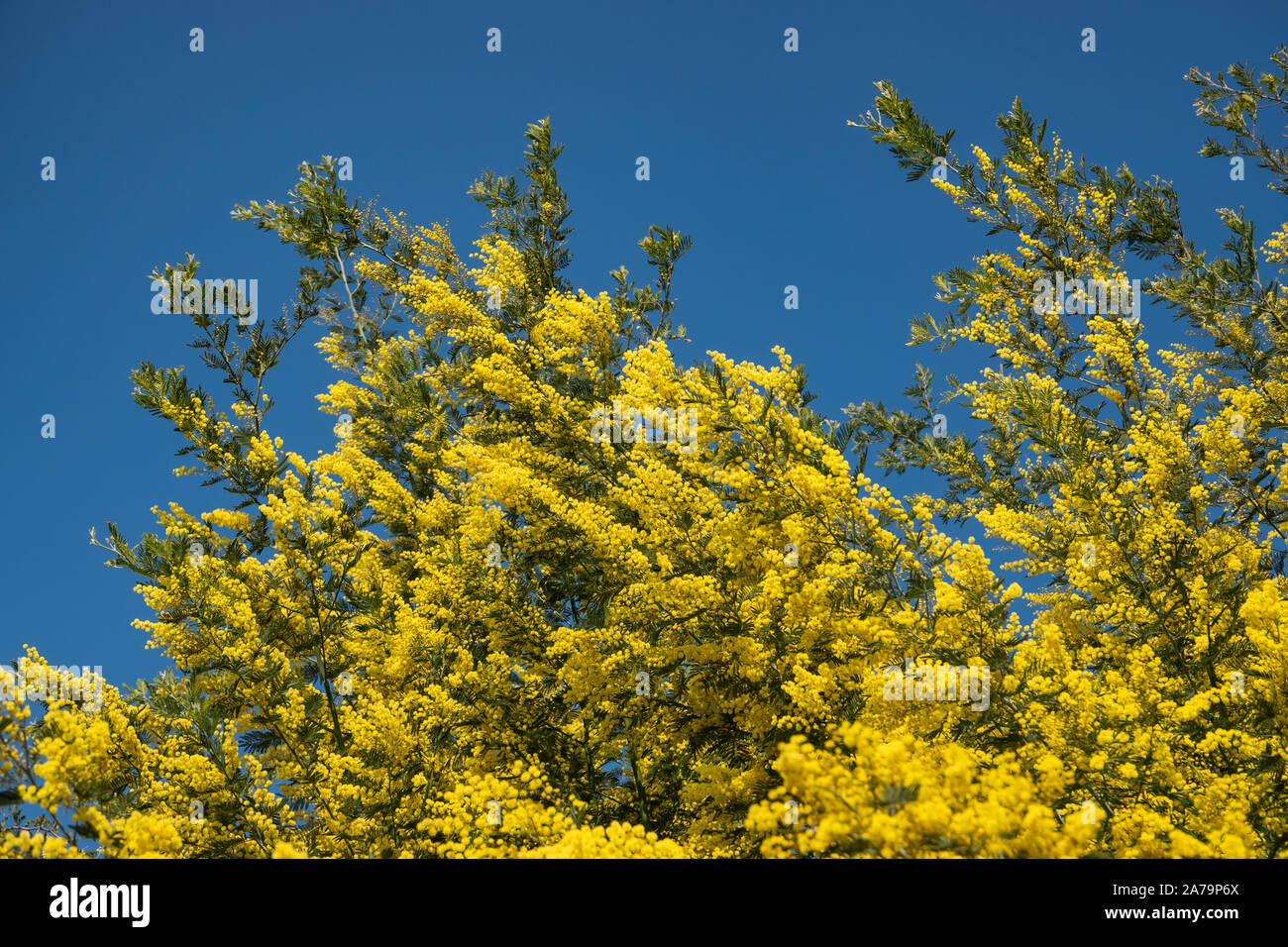 Mimosa en fleur en hiver Banque D'Images