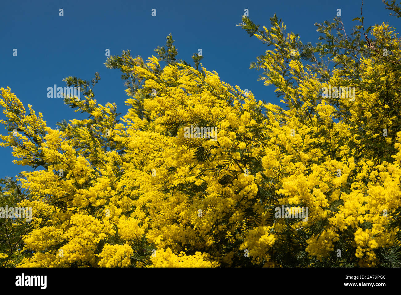 Mimosa en fleur en hiver Banque D'Images