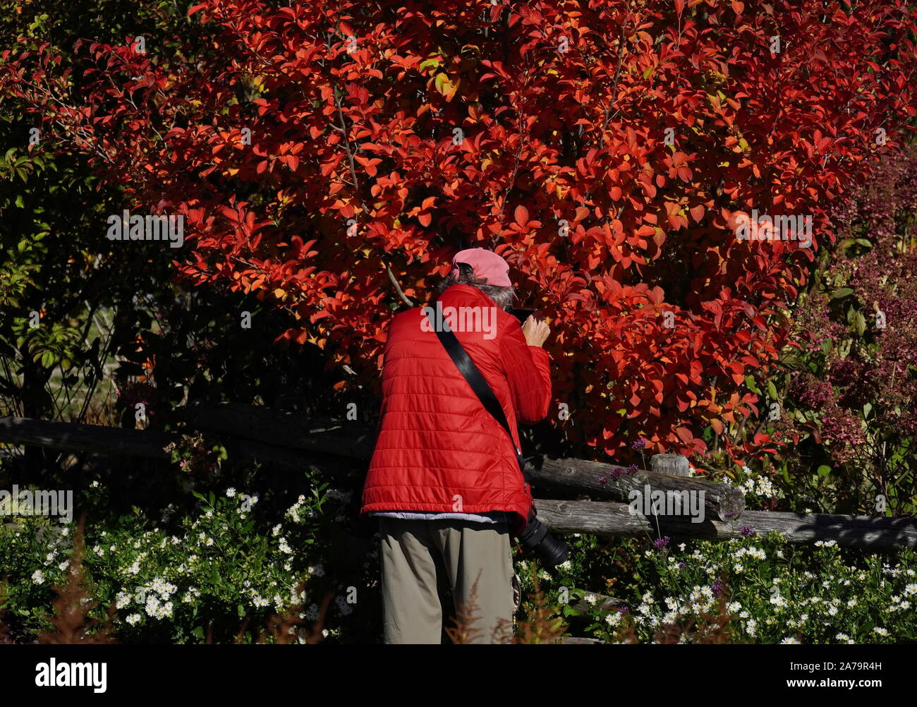 Boothbay, ME / USA - Le 19 octobre 2019 Photographe : veste rouge en gros plan prise de photos de l'automne feuillage qui est la même couleur Banque D'Images