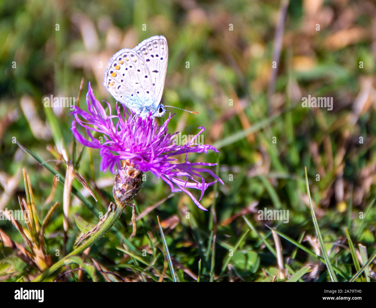 Beau papillon multicolore sur un chardon rose dans un champ de Parc National des Abruzzes, Italie Banque D'Images