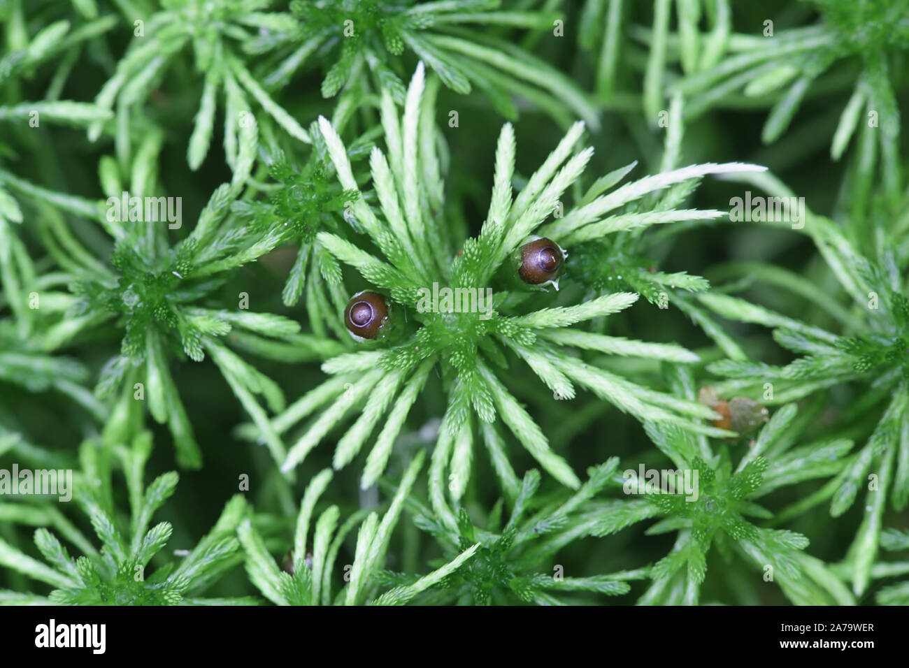 Le Sphagnum girgensohnii, connu comme l'bogmoss Girgensohn Girgensohn, de la sphaigne ou de la mousse de tourbe vert commun Banque D'Images